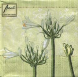 Agapanthus green 1/2