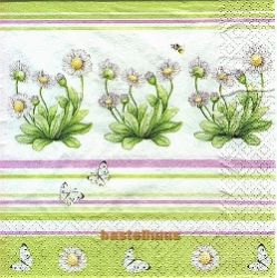 Bellis light green