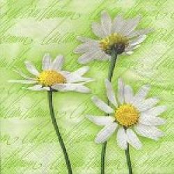 Blooming daisies green