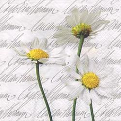 Blooming daisies white