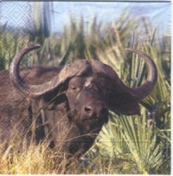 Buffalo