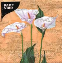 Calla blossom apricot