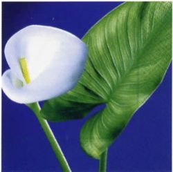 Callas lily blue