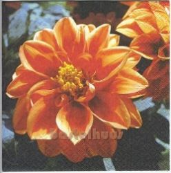 Dahlien orange