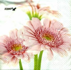 Gerbera rose