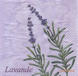 Lavande 1