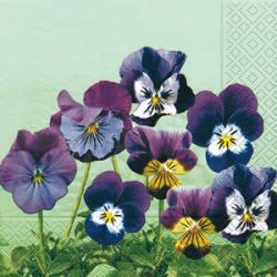 Little pansies