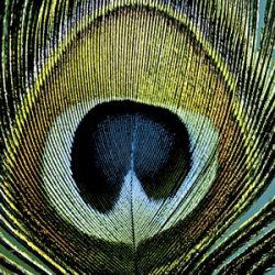 Paradise peacock