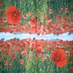 Poppy field 1/2