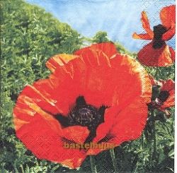 Roter Mohn