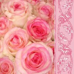 Sweet roses