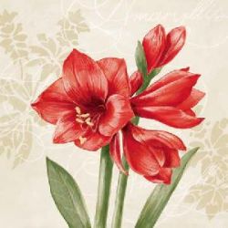 Cocktail - Red Amaryllis