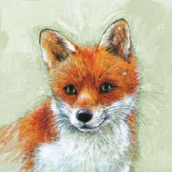 Young fox