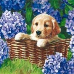 Puppy in a basket