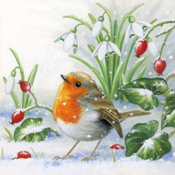 Robin in winter