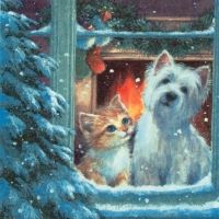 Westie and kitten