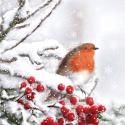 Robin in snow