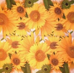 Bunch of sunflowers PACKUNG