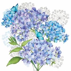 Hydrangea provencale