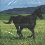 Cocktail - Wild horses - USA