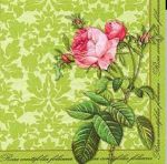 Rosa centifolia green