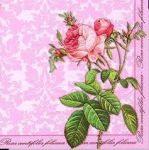 Rosa centifolia rose