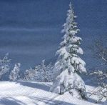 White winter tree