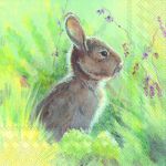IHR Rabbit in the meadow