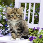 Kitty on chair