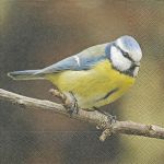 Cute blue tit