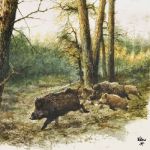 Wild boars in the woods