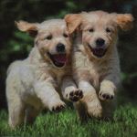 Happy puppies